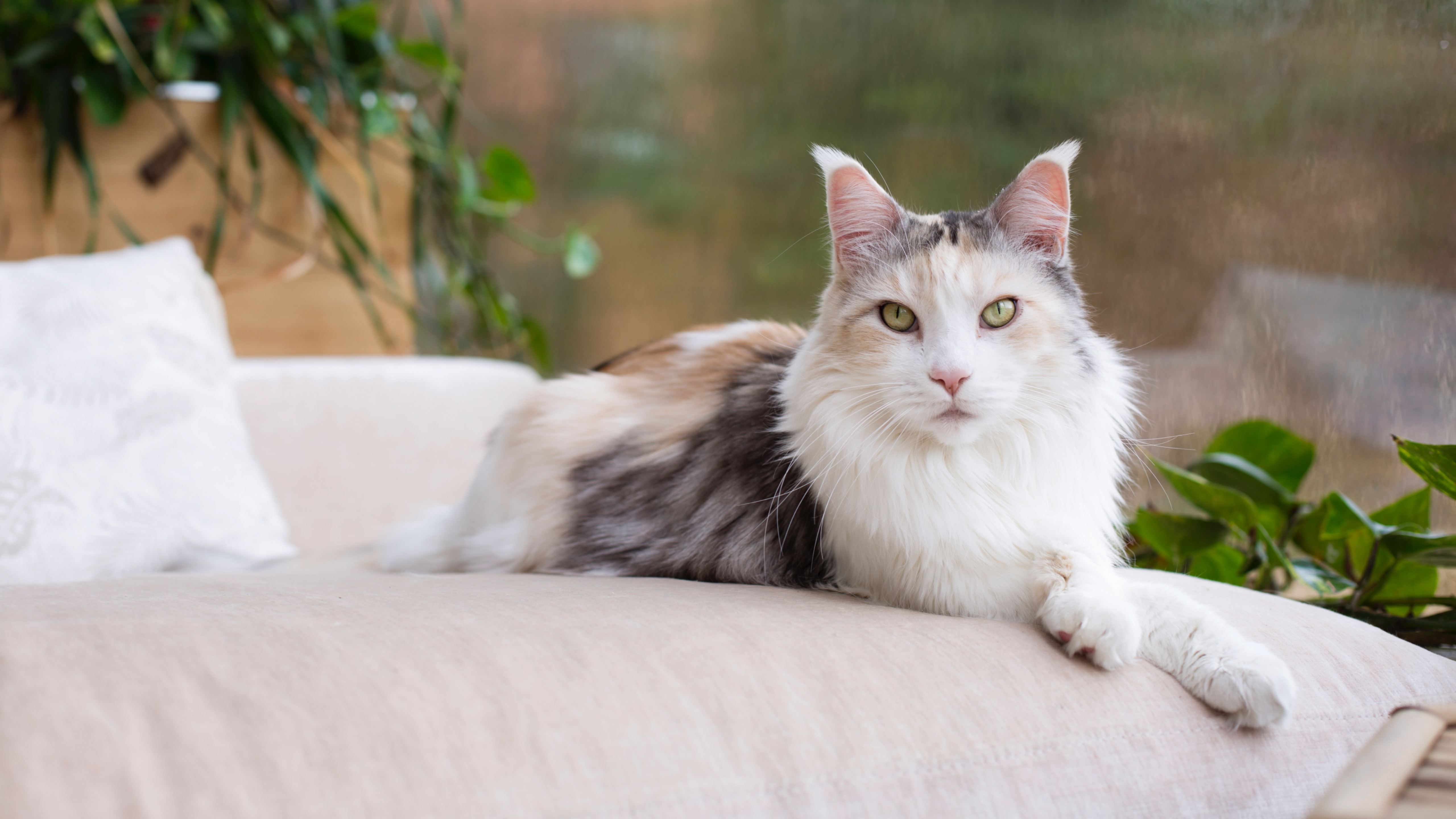 Maine Coon