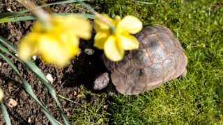 Turtle underneath daffodil