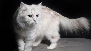 White ragamuffin pretty cat