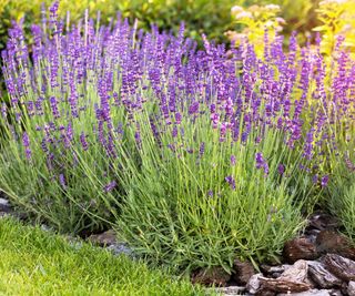 lavender bush thriving in well draining soil and rocks