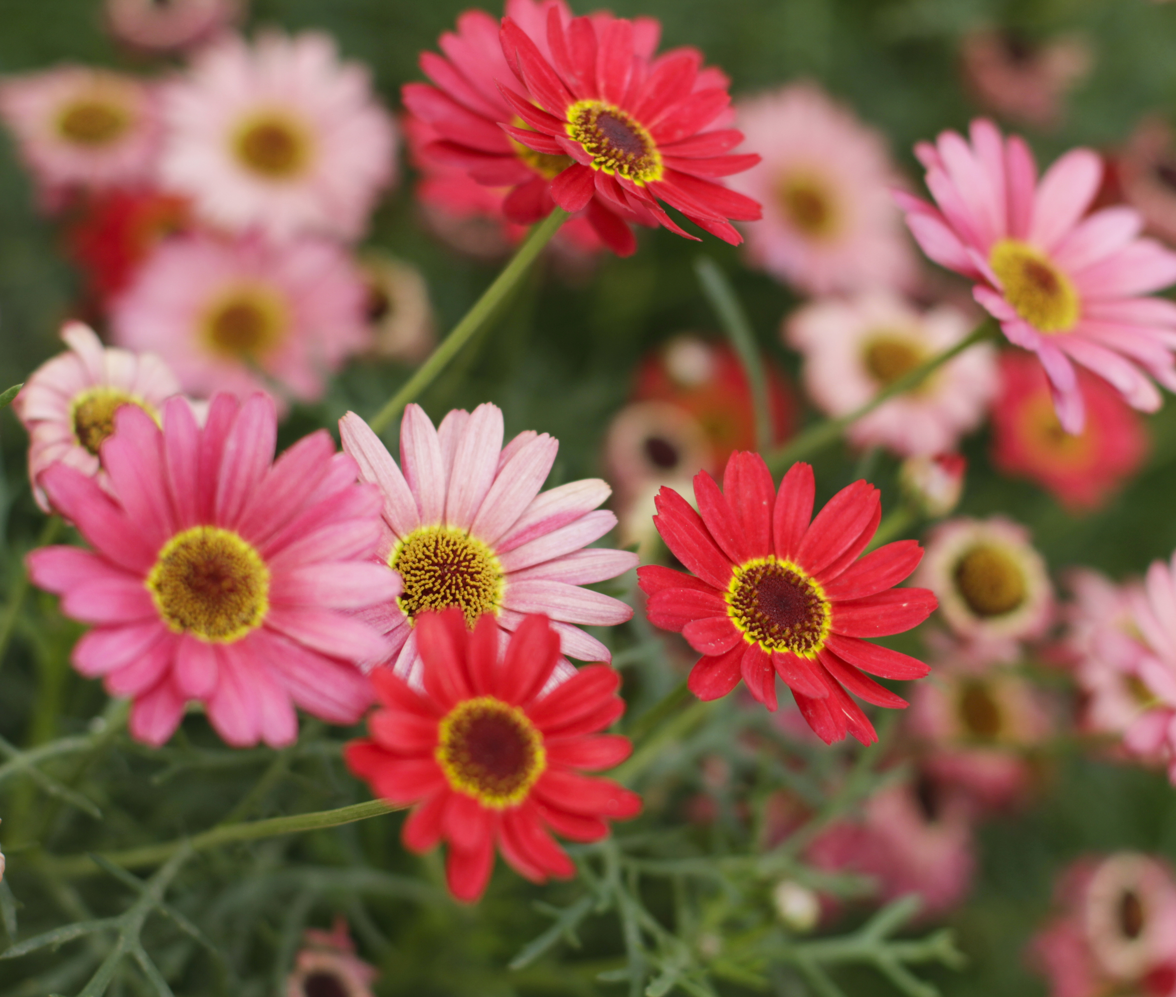 close up of pink and red gerbera daisies