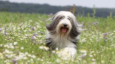 Bearded collie in a flower meadow