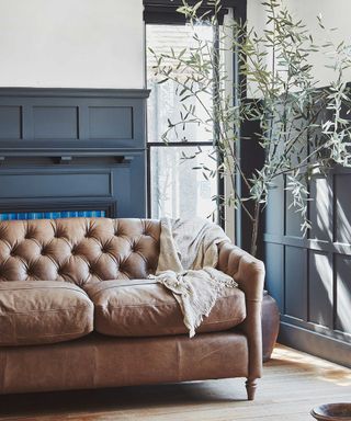 brown chesterfield leather sofa in blue living room with houseplant