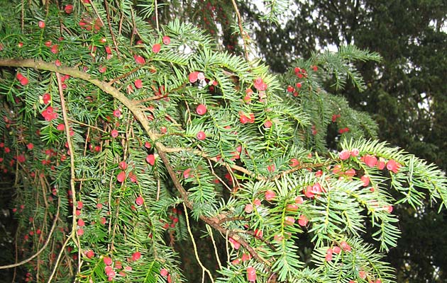 Yew is extremely poisonous to horses