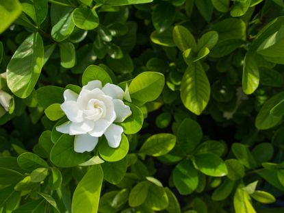 Grafted Everblooming Gardenia