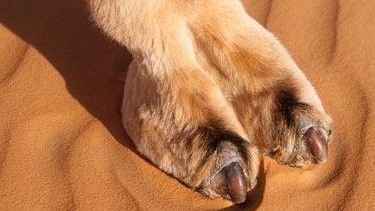 Camel Toe