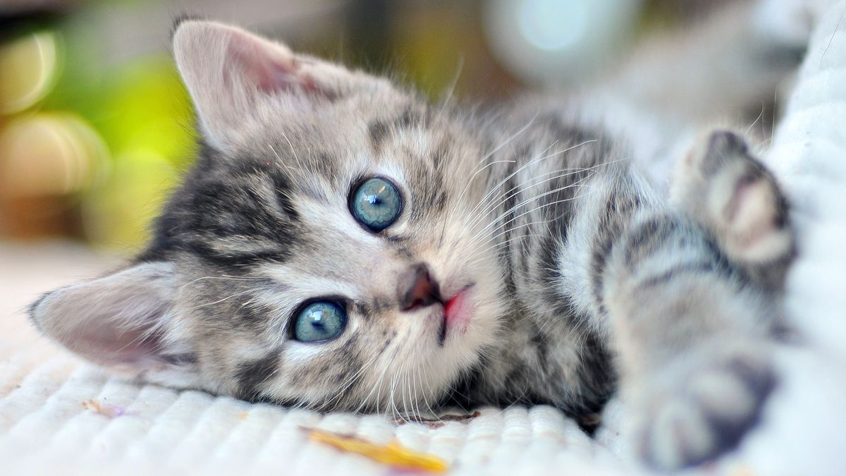 Close-up of kitten with blue eyes