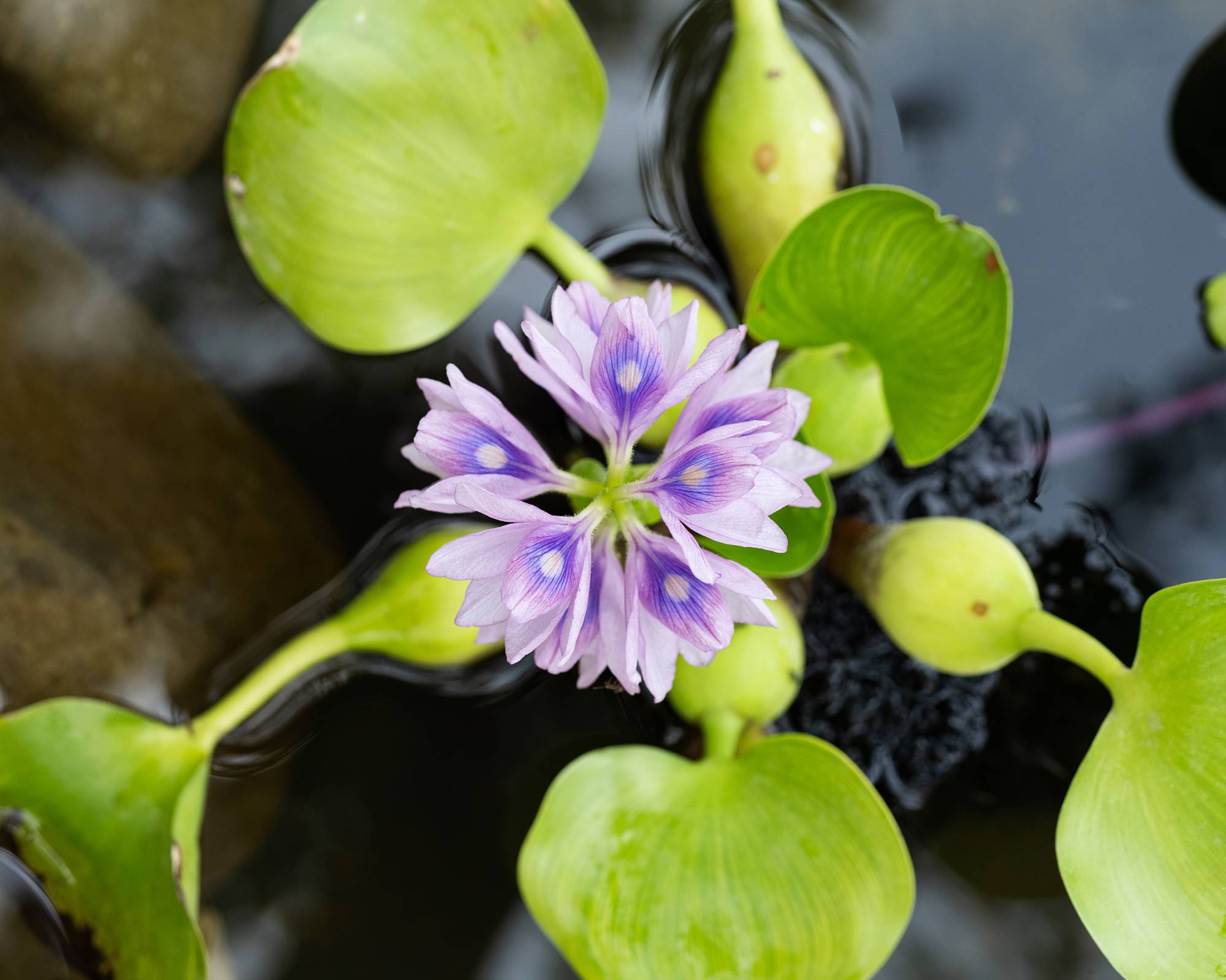 Purple water hyacinth blooming in pond