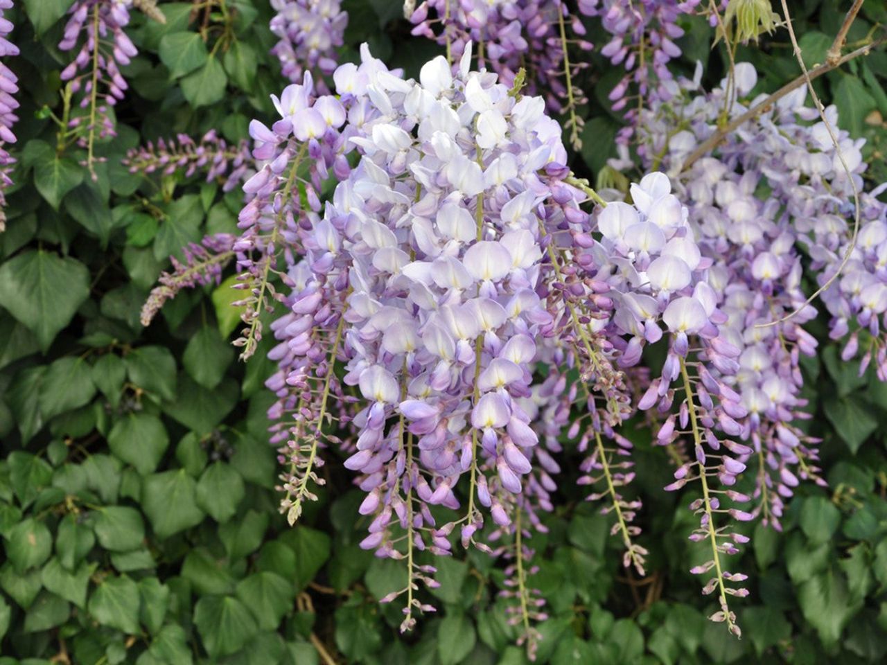 Purple Tinted Deciduous Vine