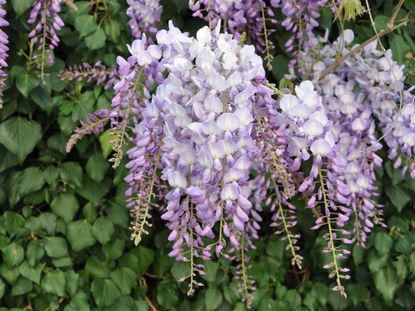 Purple Tinted Deciduous Vine