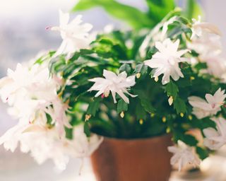 Thanksgiving cactus – or Schlumbergera truncata – with white flowers