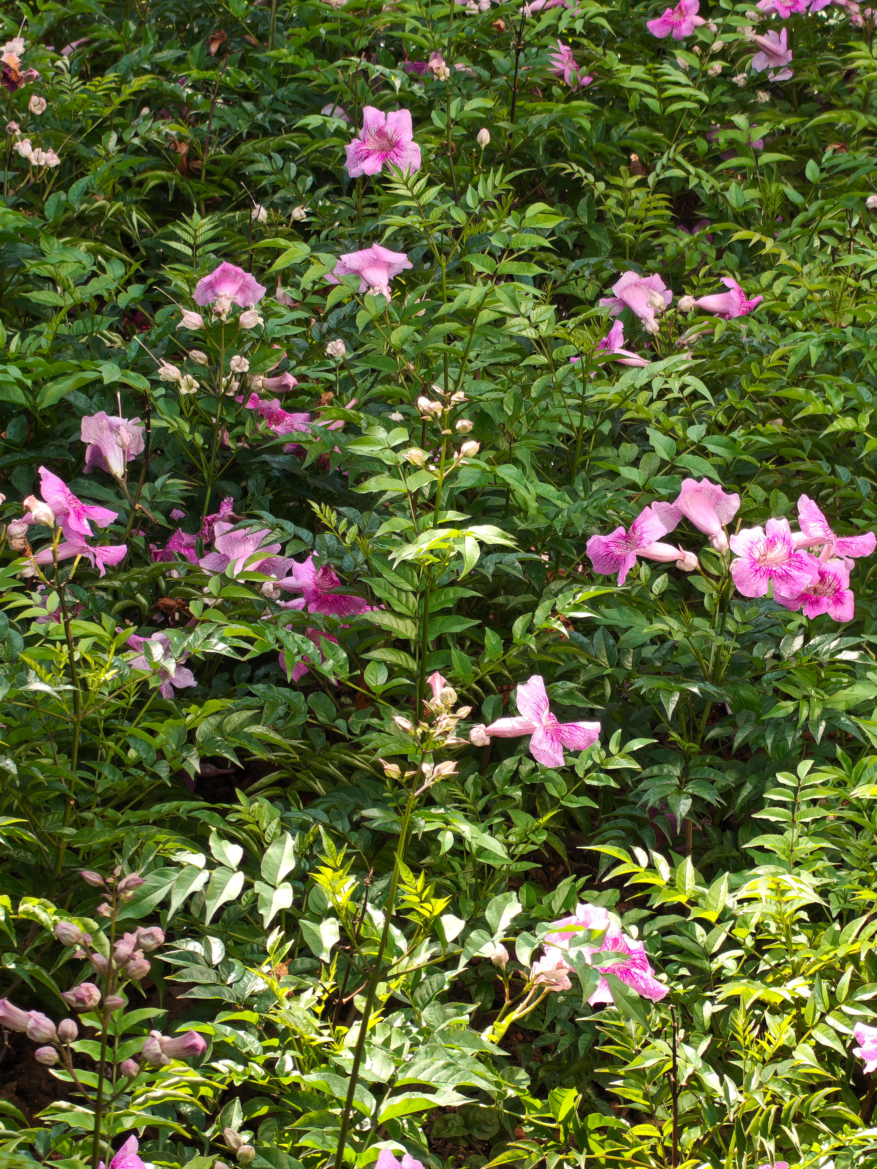 A high-angle, full-frame view of a dense garden bed filled with pink trumpet-shaped flowers and vibrant green foliage. The sunlight creates a dappled effect across the leaves, highlighting the various shades of green and the delicate texture of the pink petals scattered throughout the frame.