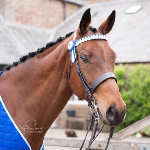 Lafond-Browbands-Gaitway-e1561384034673.jpg