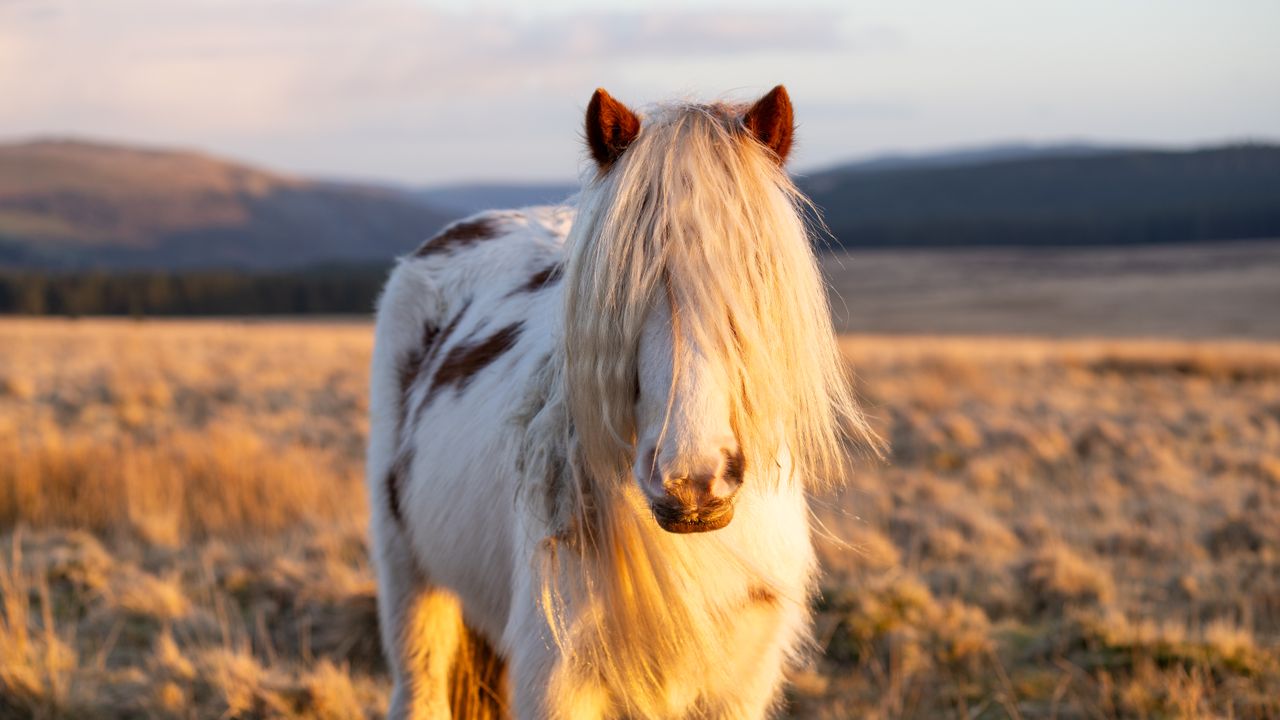 a white horse in the countryside during golden hour