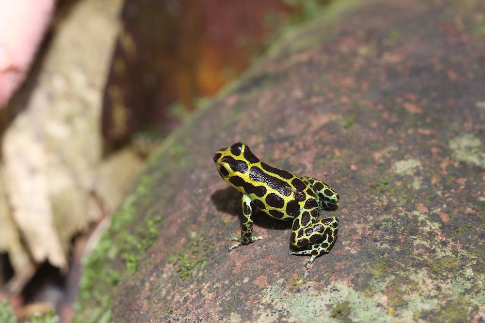 Frog FakeOut Gallery of Real & Decoy Amphibians Live Science