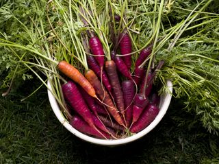 purple carrots in a bucket