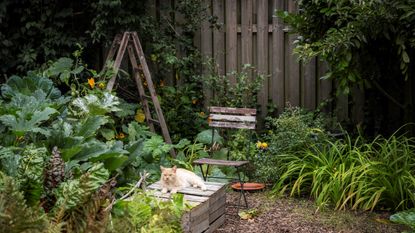 cat in backyard