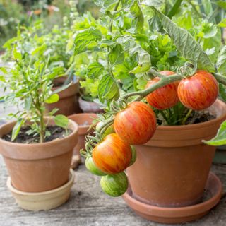 Tomato plants in terracotta pots