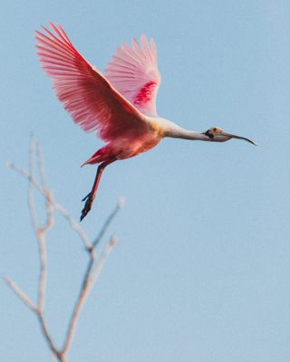 A bright pink bird flies gleefully across a powder blue sky