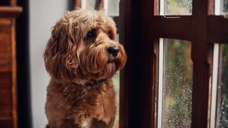 Dog looking out of a window on a rainy day