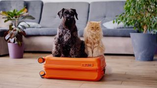 Dog and cat sitting on suitcase