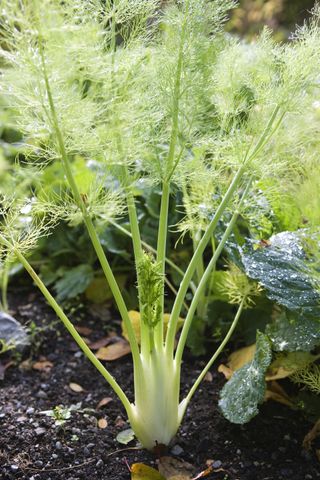 fennel plant