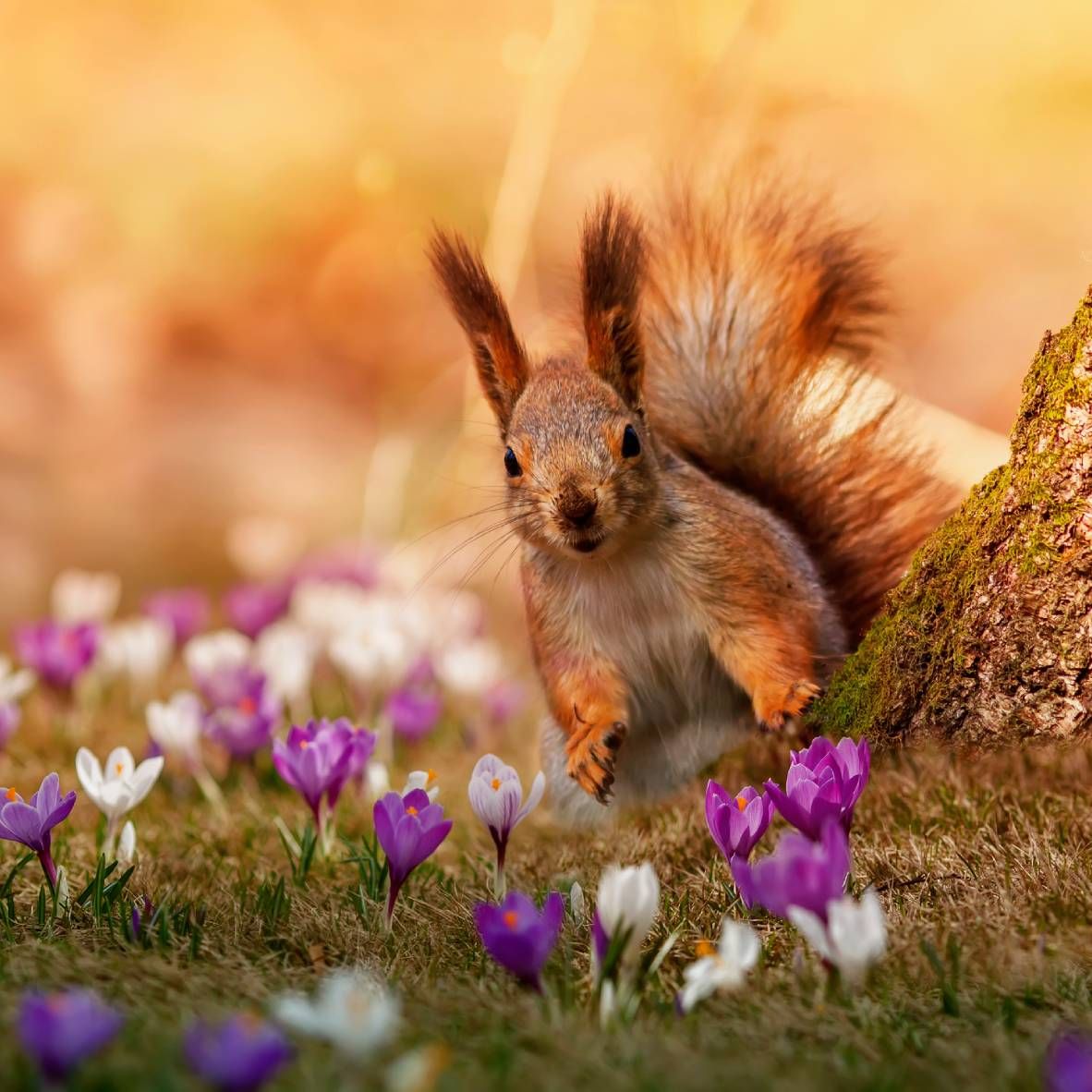 A squirrel peeks around a tree trunk surrounded by purple and white crocuses