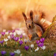 A squirrel peeks around a tree trunk surrounded by purple and white crocuses