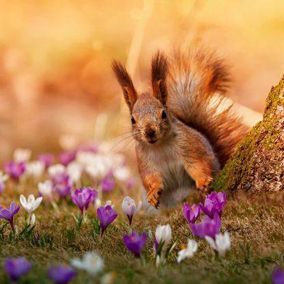A squirrel peeks around a tree trunk surrounded by purple and white crocuses