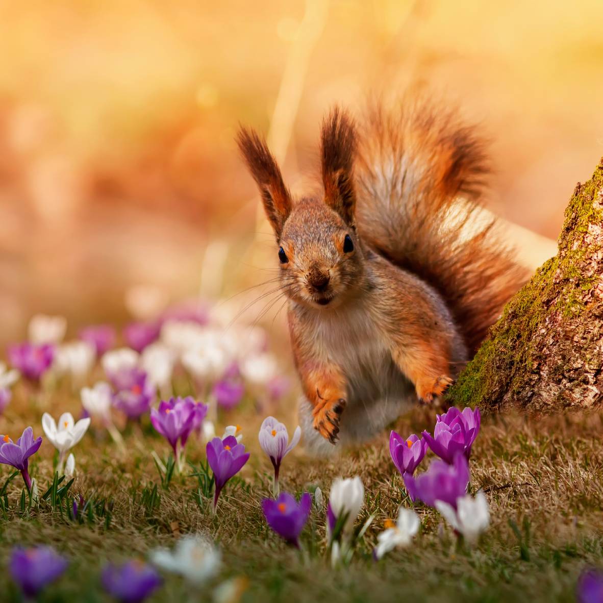 A squirrel peeks around a tree trunk surrounded by purple and white crocuses