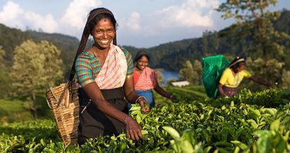 Women plucking tea leaves near Nuwara Eliya Sri Lanka. Sri Lanka is the worlds fourth largest producer of tea and the industry is one of the countrys main sources of foreign exchange and a significant source of income for laborers.