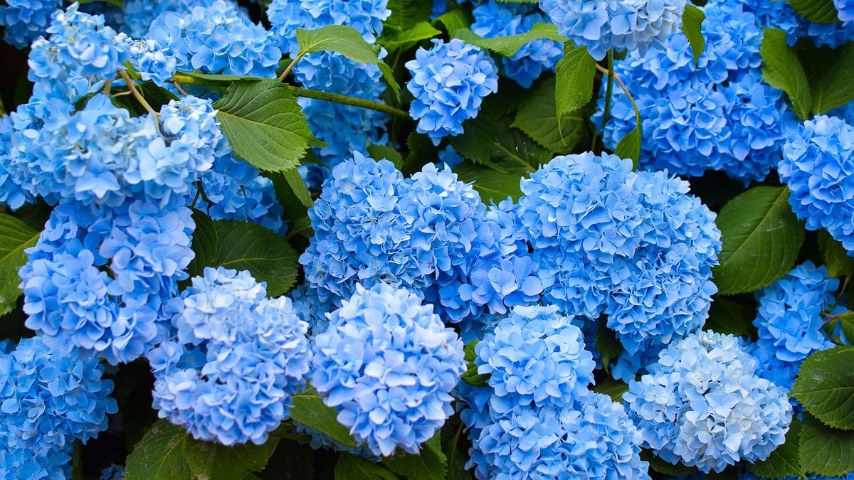 How to change the color of hydrangeas | Tom's Guide