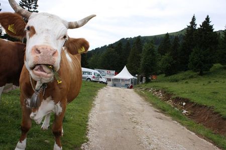 Cycling fan in Slovenia