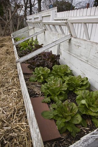 Boards laid amongst lettuce as a trap for snails and slugs in Colonial Willliamsburg.