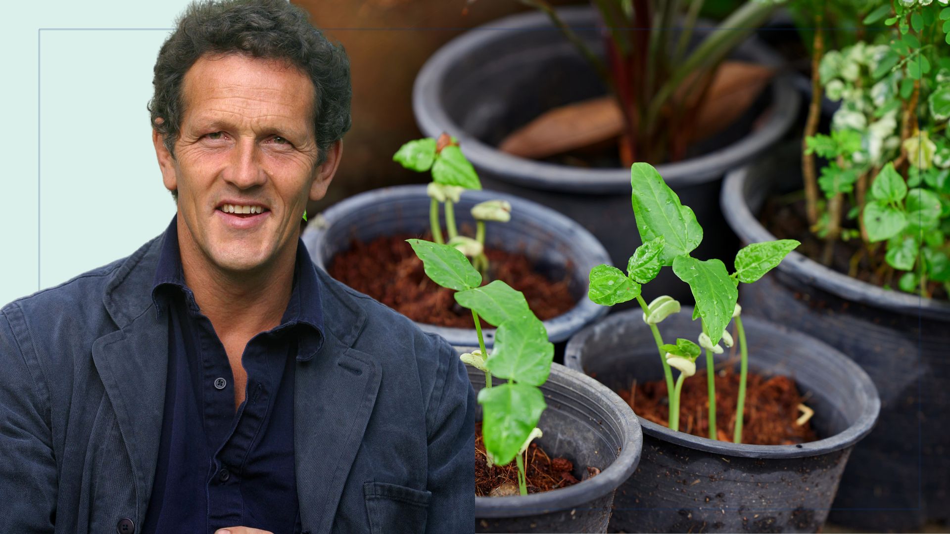 picture of monty don cut out with young green bean seedlings growing in pots outside 