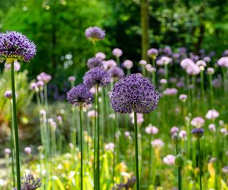 purple alliums in garden