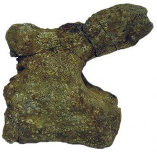 A veterbra from a titanosaur discovered in Saudi Arabia.