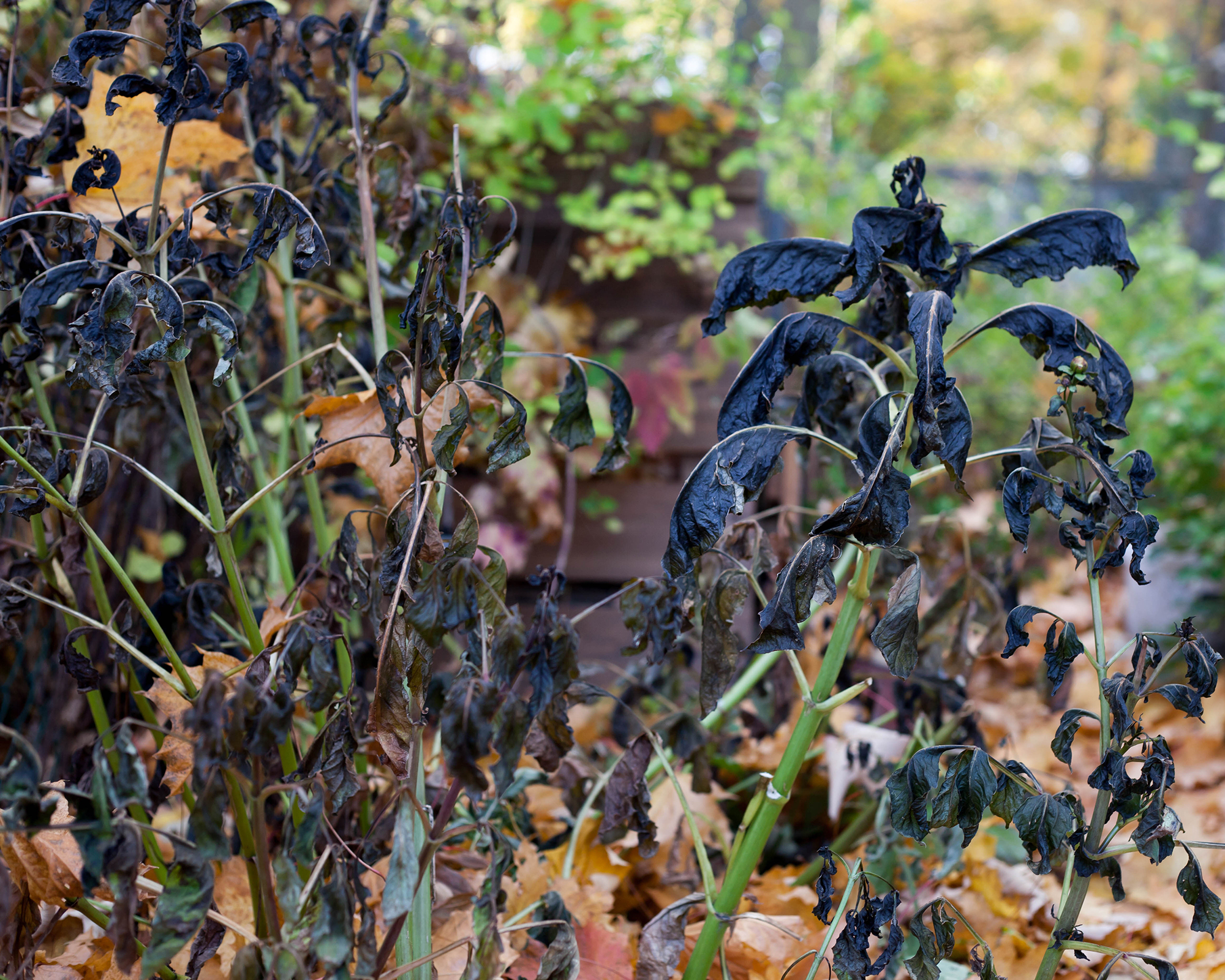Dahlias blackened by frost