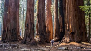 Rear View Of Man Standing By Giant Sequoia Trees In Forest