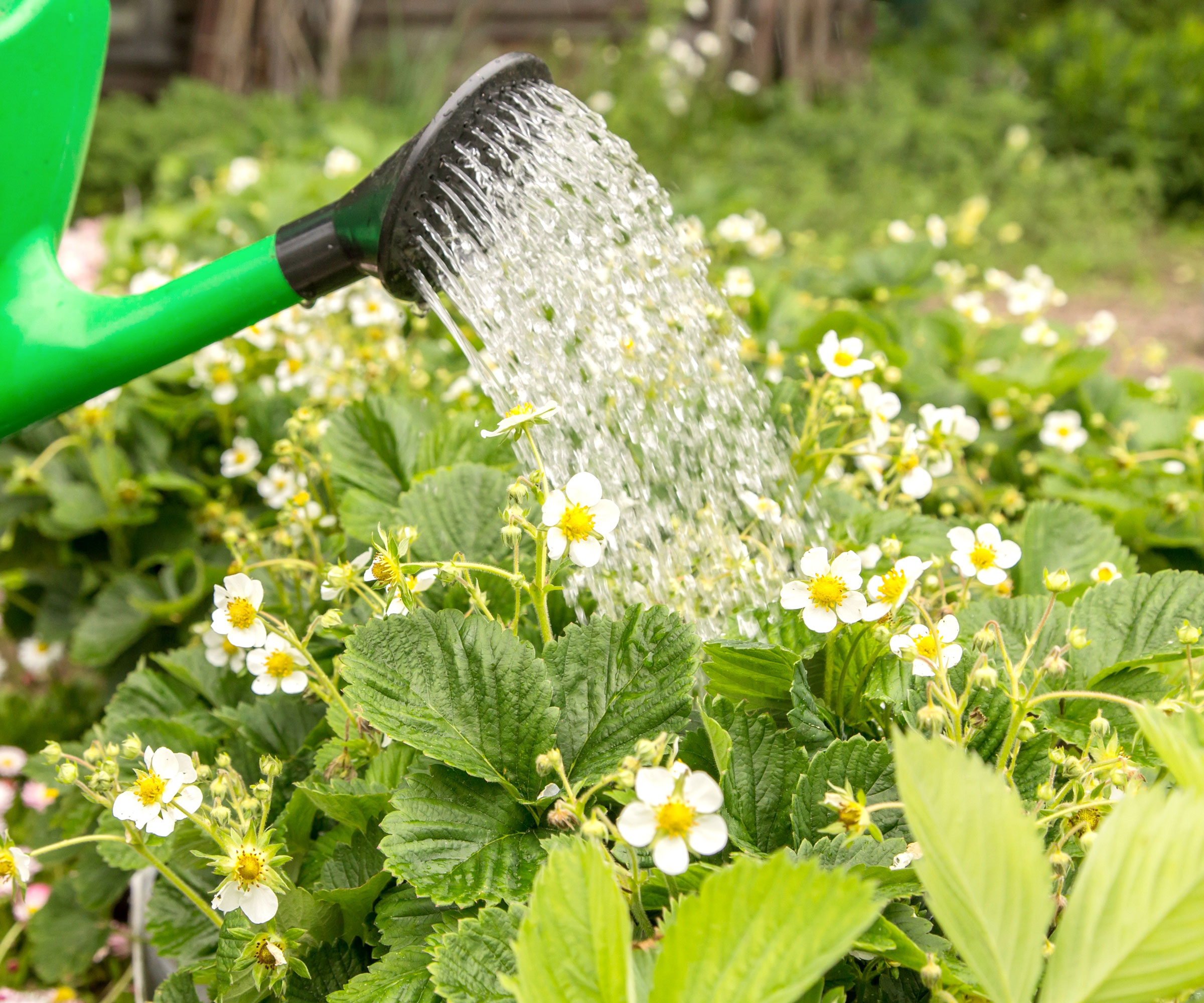 watering strawberry plants with watering can