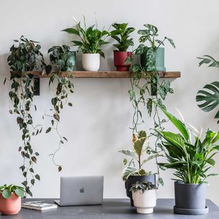 plants in home office