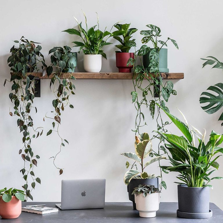 How to keep flies off house plants - 6 ways to protect indoor plants ...