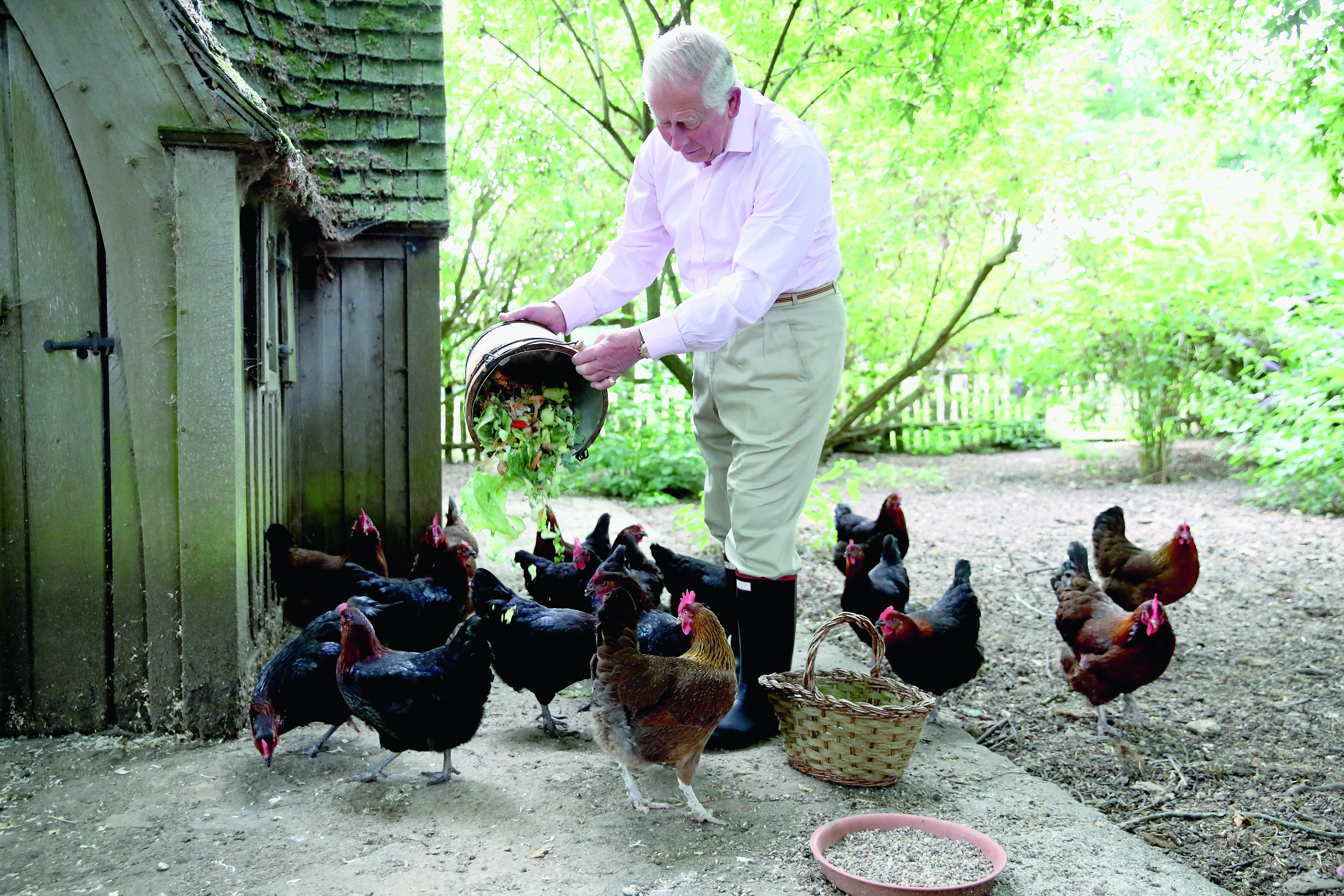 Prince Charles, Prince of Wales feeds his Burford brown and Maran chickens early in the morning at Highgrove House on July, 19, 2018 in Tetbury, United Kingdom.