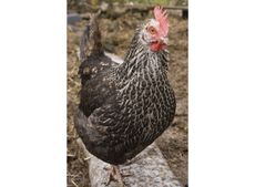 bird-flu-chicken2-copy.jpg
