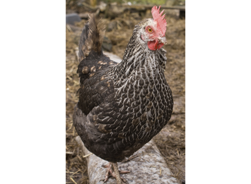 bird-flu-chicken2-copy.jpg