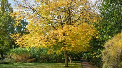 Kentucky coffeetree with fall foliage