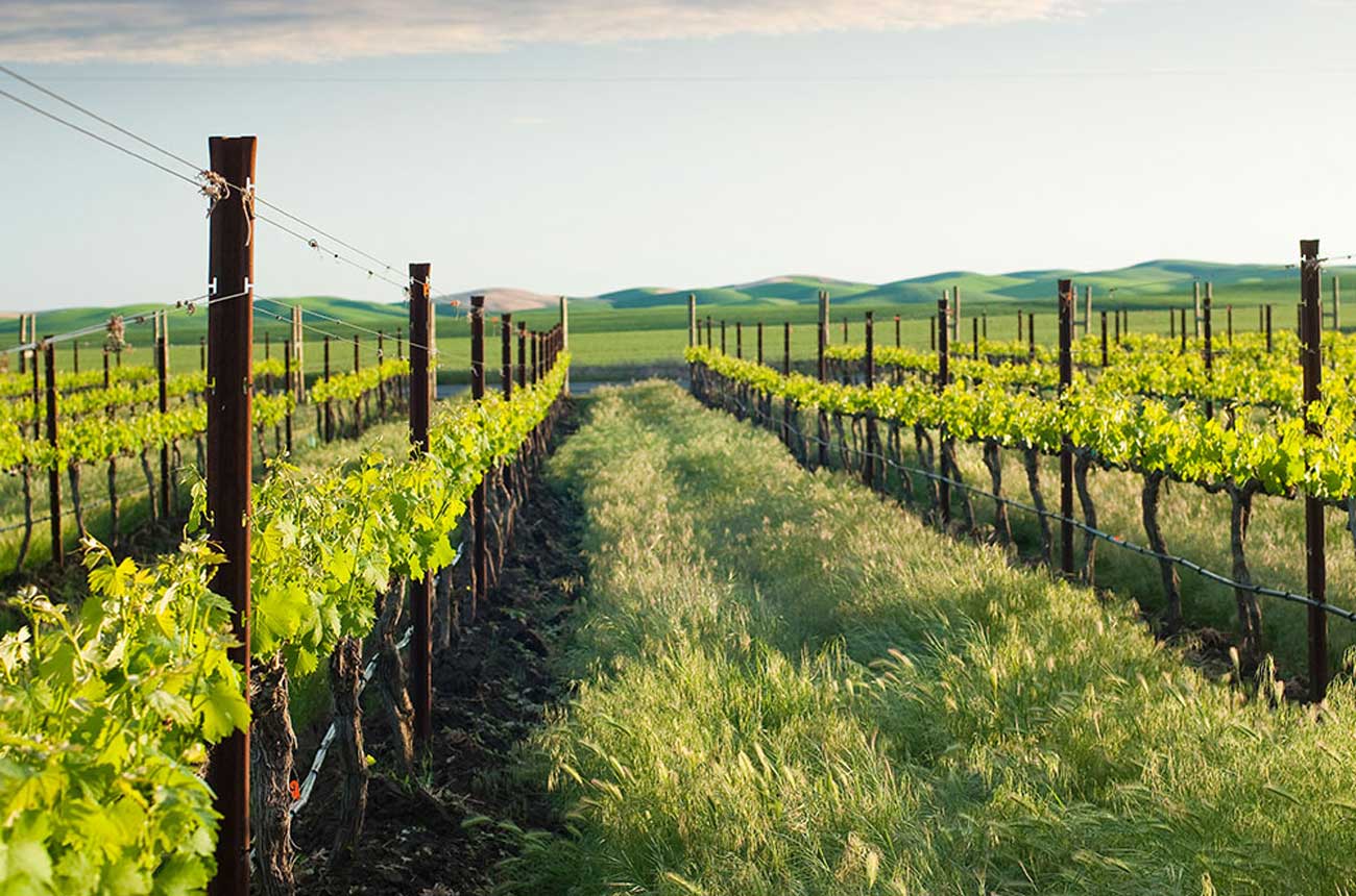 vineyard-rows.jpg