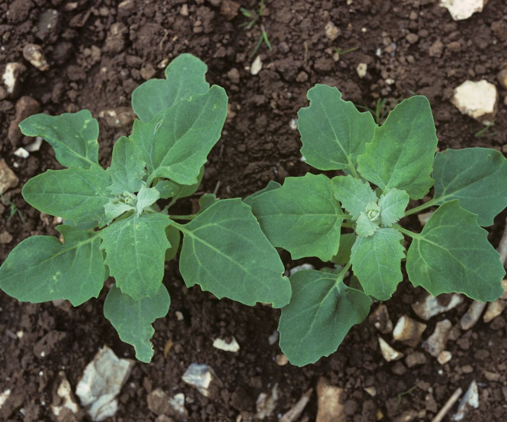 How to grow quinoa – expert tips for this useful supergrain | Homes and