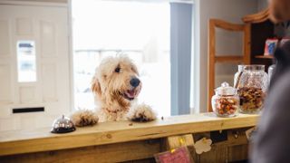 Goldendoodle dog stood up with paws on counter in pet-friendly hotel ringing bell