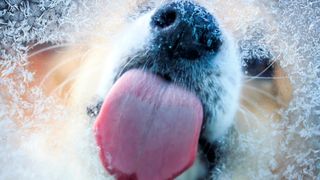Dog licking icy window